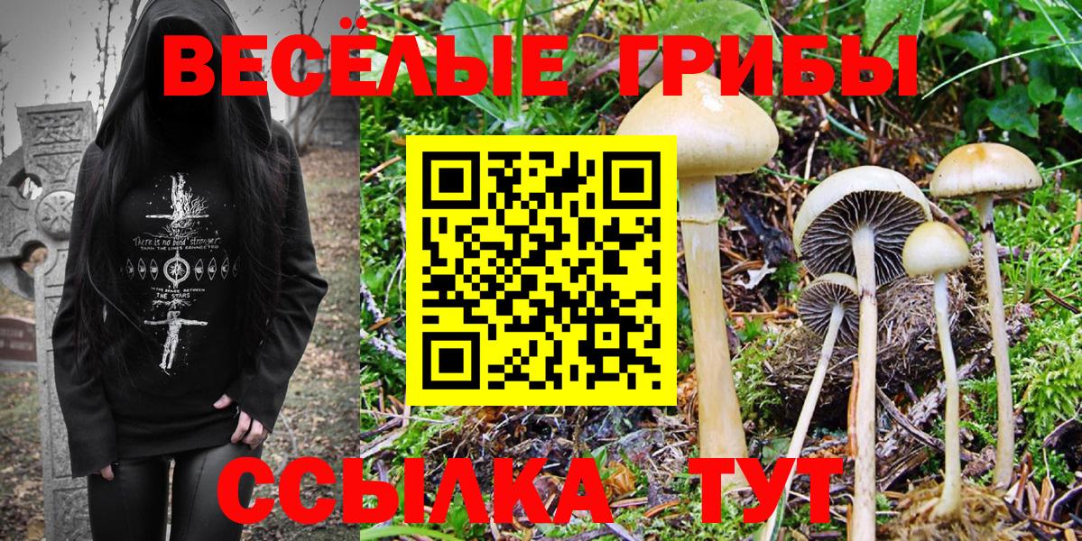 Псилоцибиновые грибы Psilocybine cubensis Альметьевск